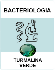 Bacteriologia
